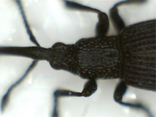 Réf. 182 572 : Ceratapion penetrans
